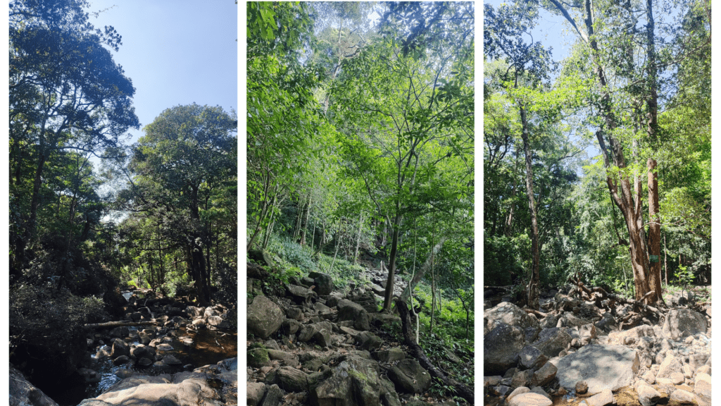 Agasthyarkoodam: Planning the Trek That Walks You Inward Agasthyarkoodam: Planning the Trek That Walks You Inward